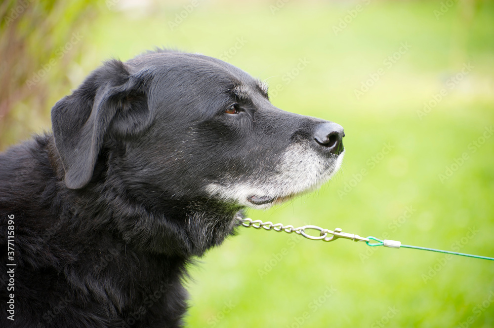 Senior black lab dog refusing to budge. Senior black lab dog refusing to budge.