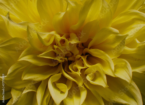 yellow dahlia flower