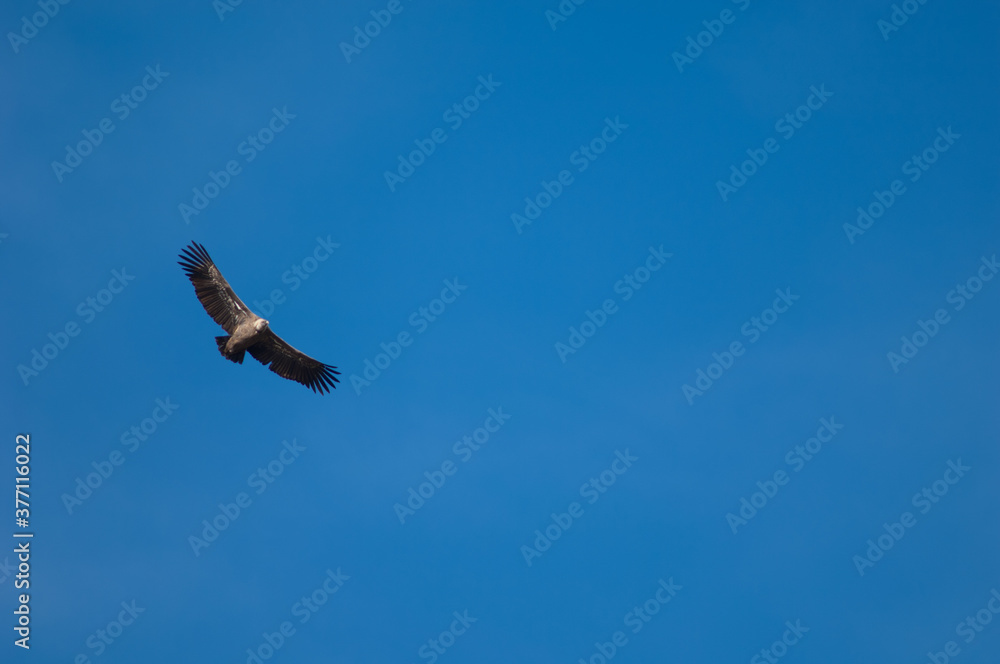 Griffon vulture Gyps fulvus in flight. Natural Park of the Mountains and Canyons of Guara. Huesca. Aragon. Spain. Griffon vulture Gyps fulvus in flight. Natural Park of the Mountains and Canyons of Guara. Huesca. Aragon. Spain.
