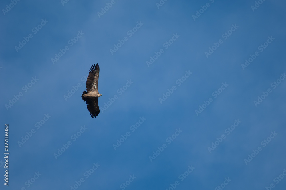 Fototapeta premium Griffon vulture Gyps fulvus in flight. Natural Park of the Mountains and Canyons of Guara. Huesca. Aragon. Spain.