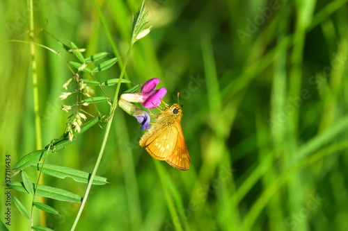 Dickkopffalter auf lila Blüte