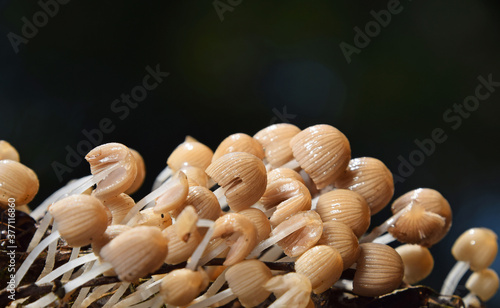 Close up colony of toadstool poisonous mushrooms