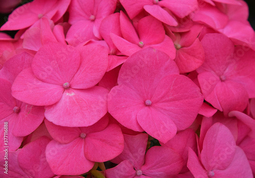 Close up pink hydrangea hortensia flowers