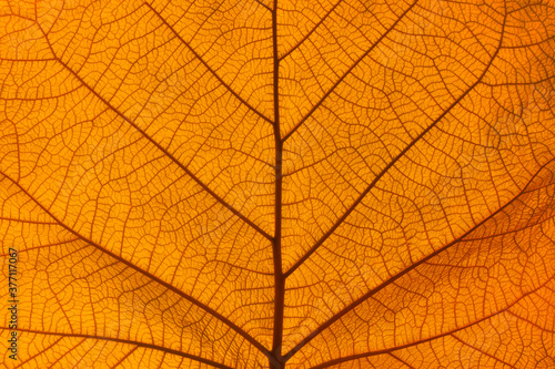 Extreme close up texture of orange leaf veins