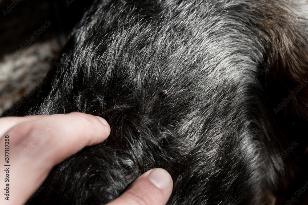 ticks on dog, bloodsucking insect, sucking the blood of dogs and spreading pathogens ticks on dog, bloodsucking insect, sucking the blood of dogs and spreading pathogens