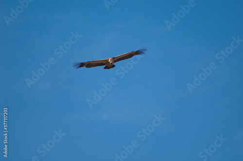 Griffon vulture Gyps fulvus in flight. Natural Park of the Mountains and Canyons of Guara. Huesca. Aragon. Spain. © Víctor