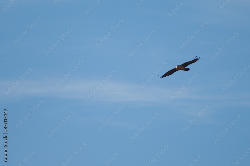 Bearded vulture Gypaetus barbatus in flight. Natural Park of the Mountains and Canyons of Guara. Huesca. Aragon. Spain. Bearded vulture Gypaetus barbatus in flight. Natural Park of the Mountains and Canyons of Guara. Huesca. Aragon. Spain.