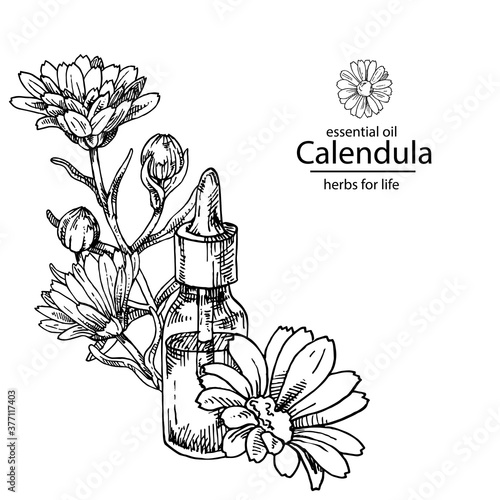 Hand drawn vector illustration of calendula essential oil glass dropper bottle for cosmetics, medicine, treating, aromatherapy, package design healthcare.