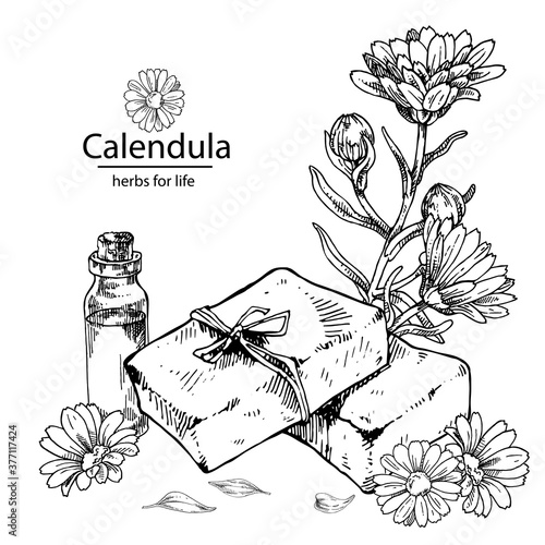 Hand drawn vector illustration of calendula essential oil and hand made soap for cosmetics, medicine, treating, aromatherapy, package design healthcare.