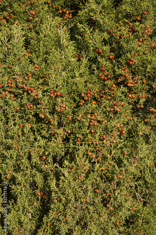 Phoenicean juniper Juniperus phoenicea. Natural Park of the Mountains and Canyons of Guara. Huesca. Aragon. Spain.