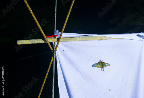 Scientific studies on butterfly MARIPOSA ISABELINA - SPANISH MOON MOTH Spanish (Graellsia isabellae), The Ports Natural Park, Terres de L'Ebre, Tarragona, Catalonia, Spain, Europe photo