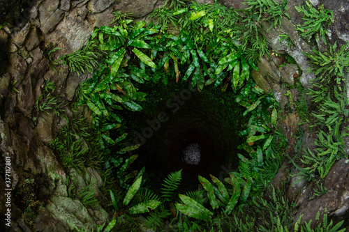 Canvastavla Antique well shaft covered with green leaves