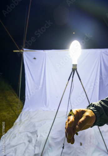 Scientific studies on butterfly MARIPOSA ISABELINA - SPANISH MOON MOTH Spanish (Graellsia isabellae), The Ports Natural Park, Terres de L'Ebre, Tarragona, Catalonia, Spain, Europe photo