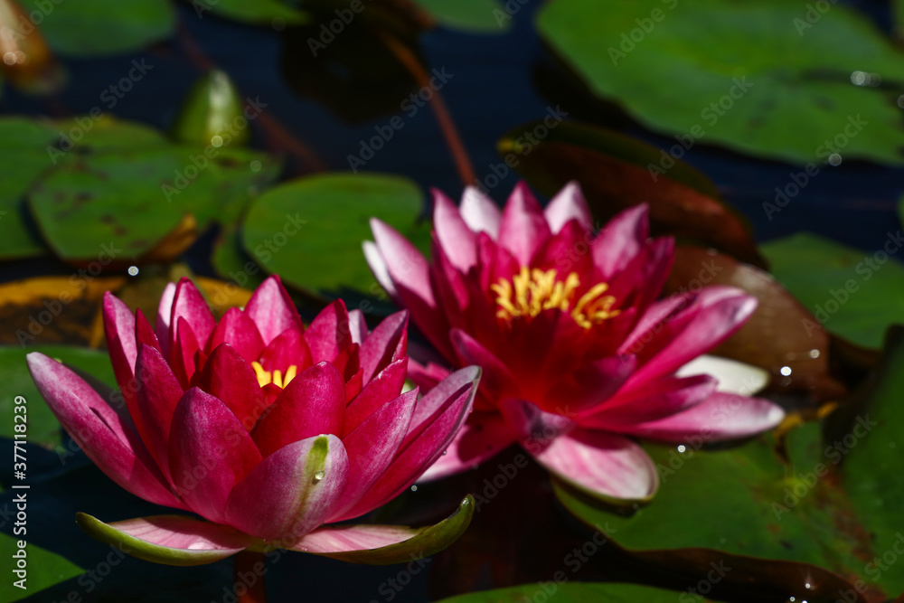 Close up purple water lily flowers in pond Close up purple water lily flowers in pond
