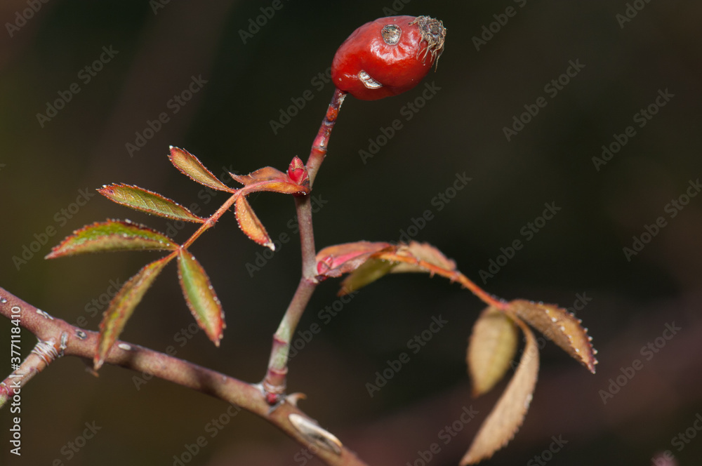 Fruit and leaves of dog rose Rosa canina. Natural Park of the Mountains and Canyons of Guara. Huesca. Aragon. Spain. Fruit and leaves of dog rose Rosa canina. Natural Park of the Mountains and Canyons of Guara. Huesca. Aragon. Spain.