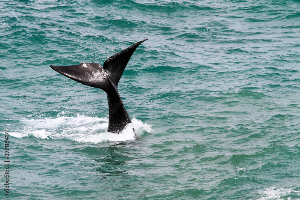 Fototapeta premium Walflosse vor Hermanus