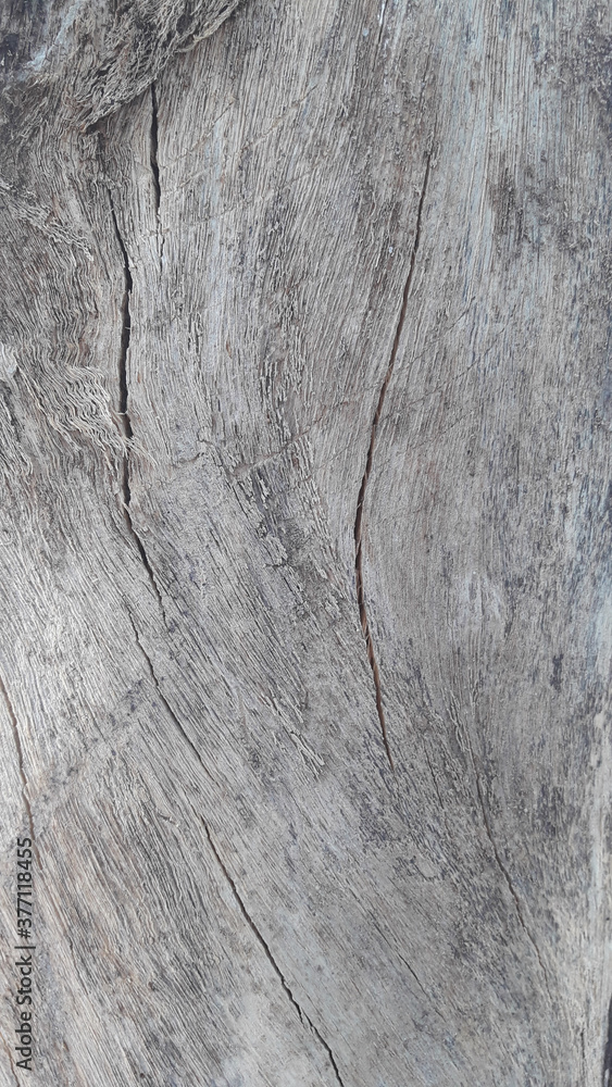 Tree bark texture - 11 Tree bark texture - 11