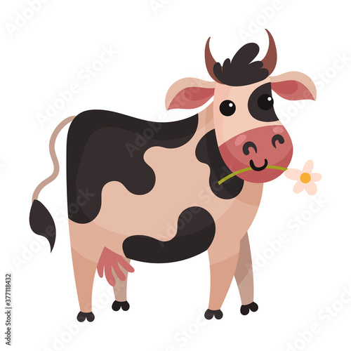 Bull with Horns and Black Spots as Farm Animal Chewing Grass Vector Illustration