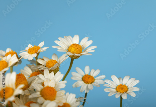 Close up bouquet of chamomile flowers over blue