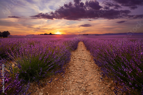 Fotografie, Obraz Purple lavender field of Provence at sunset