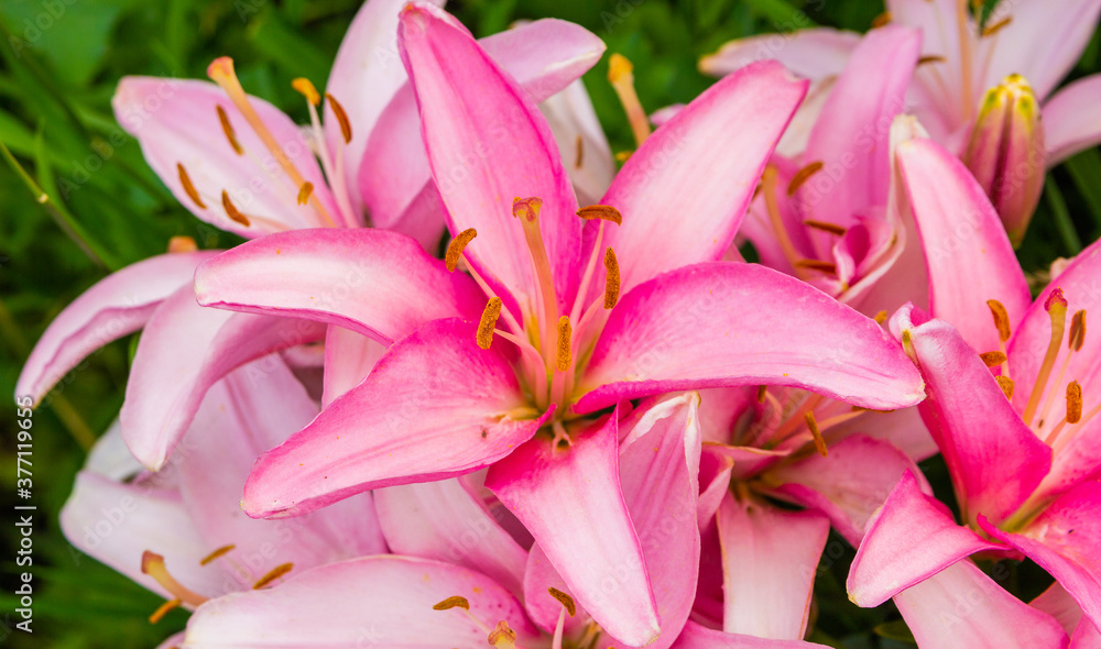 Obraz premium Beautiful blooming lily flowers. Close-up, floral background. Place for inscription