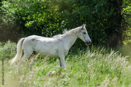 white horse in the field © jeanluc