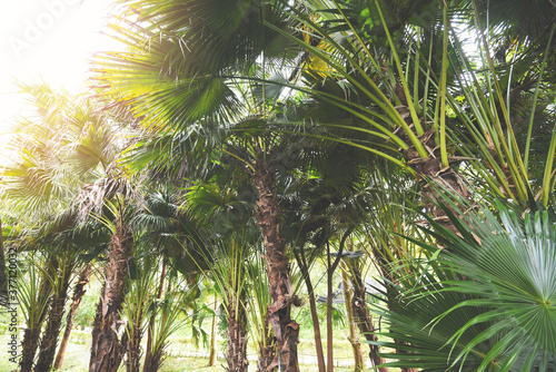 tropical palm tree in the palm garden agriculture asia in summer  