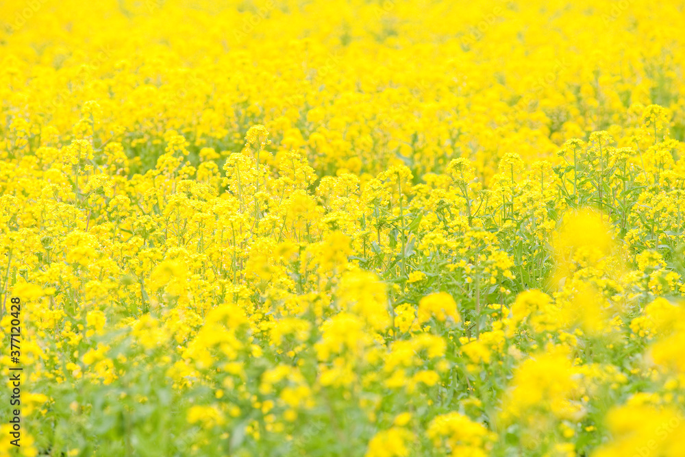 Fototapeta premium 菜の花畑