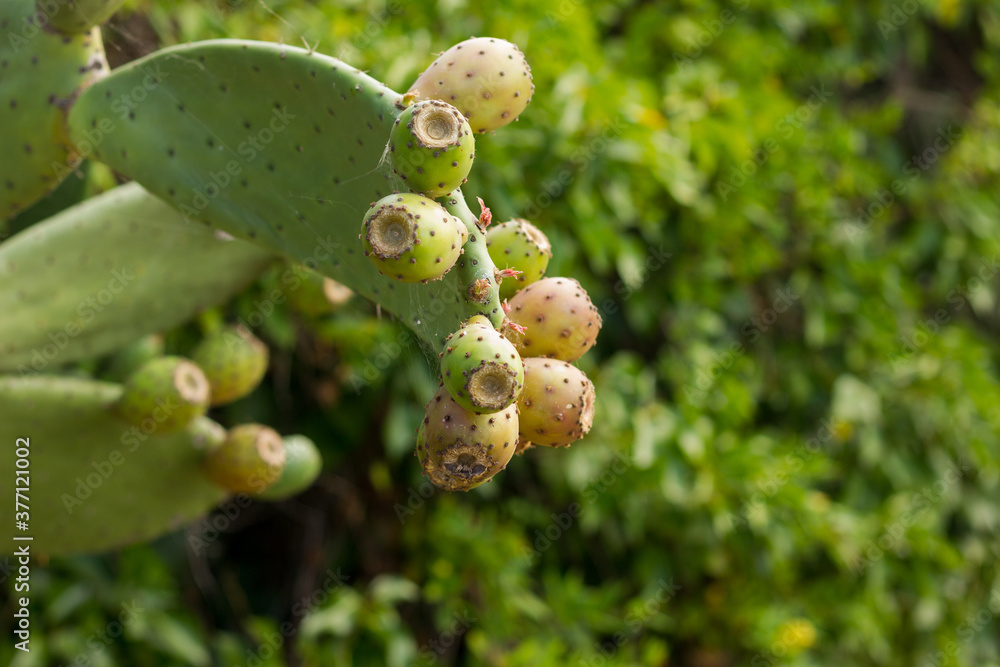 Prickly pear Prickly pear