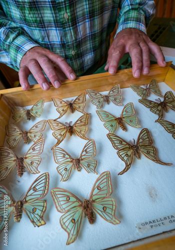 Scientific studies on butterfly MARIPOSA ISABELINA - SPANISH MOON MOTH Spanish (Graellsia isabellae), The Ports Natural Park, Terres de L'Ebre, Tarragona, Catalonia, Spain, Europe photo