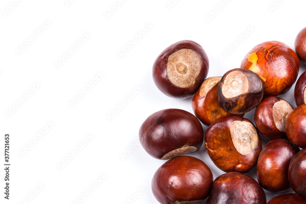 Autumn - Fresh chestnut fruits, Castanea, Horse-chestnut (Aesculus hippocastanum), close up Autumn - Fresh chestnut fruits, Castanea, Horse-chestnut (Aesculus hippocastanum), close up