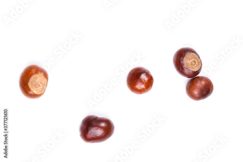 Autumn - Fresh chestnut fruits, Castanea, Horse-chestnut (Aesculus hippocastanum), close up