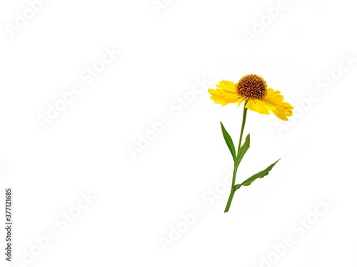 Yellow rudbeckia flower or coneflower on a white background with green leaves. Autumn coneflowers. Background. Gift card.