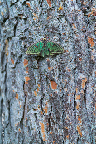 MARIPOSA ISABELINA - SPANISH MOON MOTH Spanish (Graellsia isabellae) photo