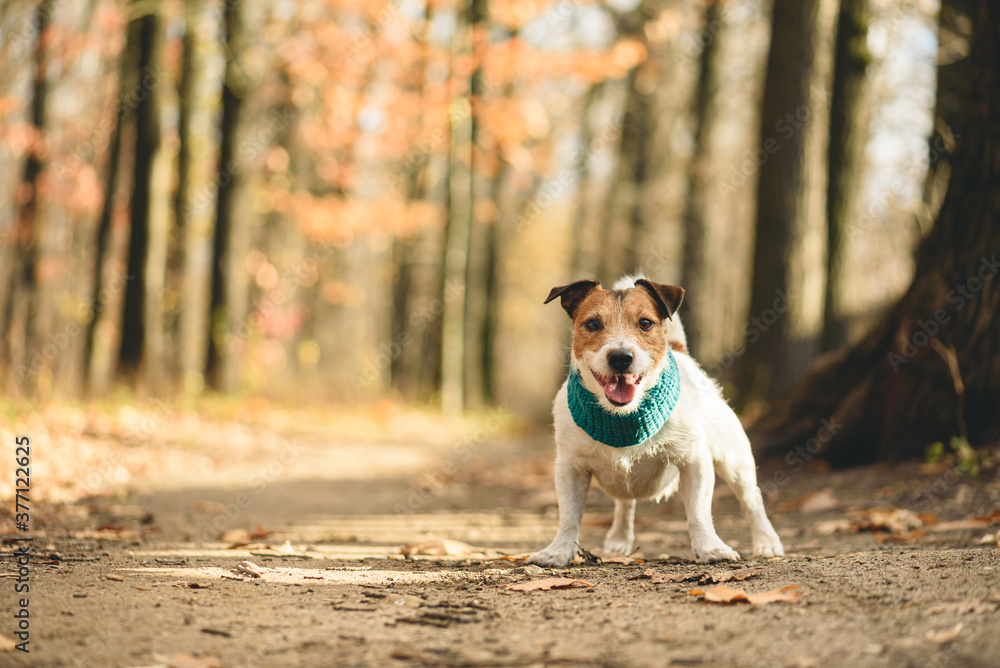 Adorable happy pet dog with cute smile standing on path in beautiful forest on sunny and warm fall day Adorable happy pet dog with cute smile standing on path in beautiful forest on sunny and warm fall day
