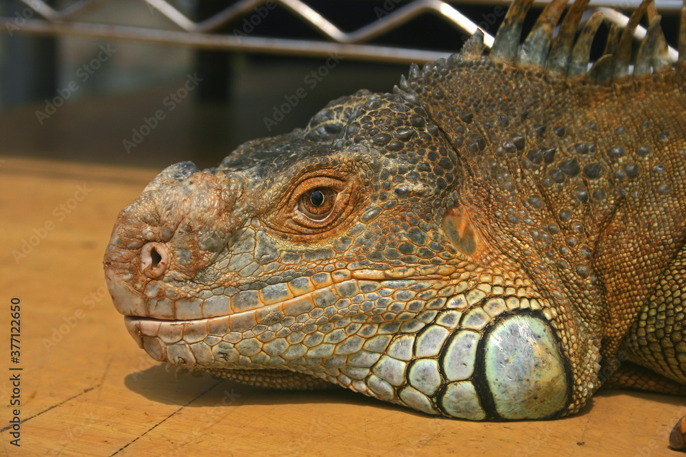 Fototapeta premium Large lizard