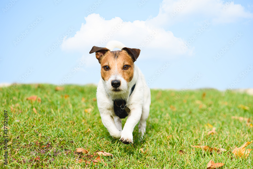 Cute funny dog running downhill through autumn field towards camera with blue sky background