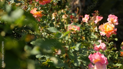 English roses garden. Rosarium Floral background. Tender flowers Blooming, honey bee collects pollen. Close-up of rosary flower bed. Flowering bush, selective focus with insects and delicate petals.