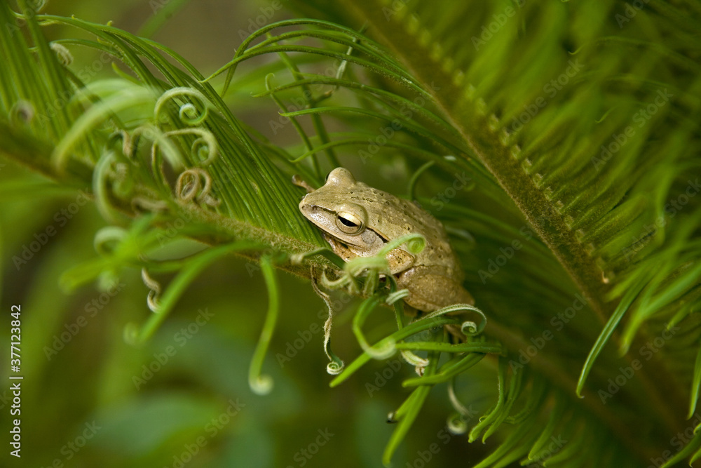 Obraz premium White-throated Tree Frog
