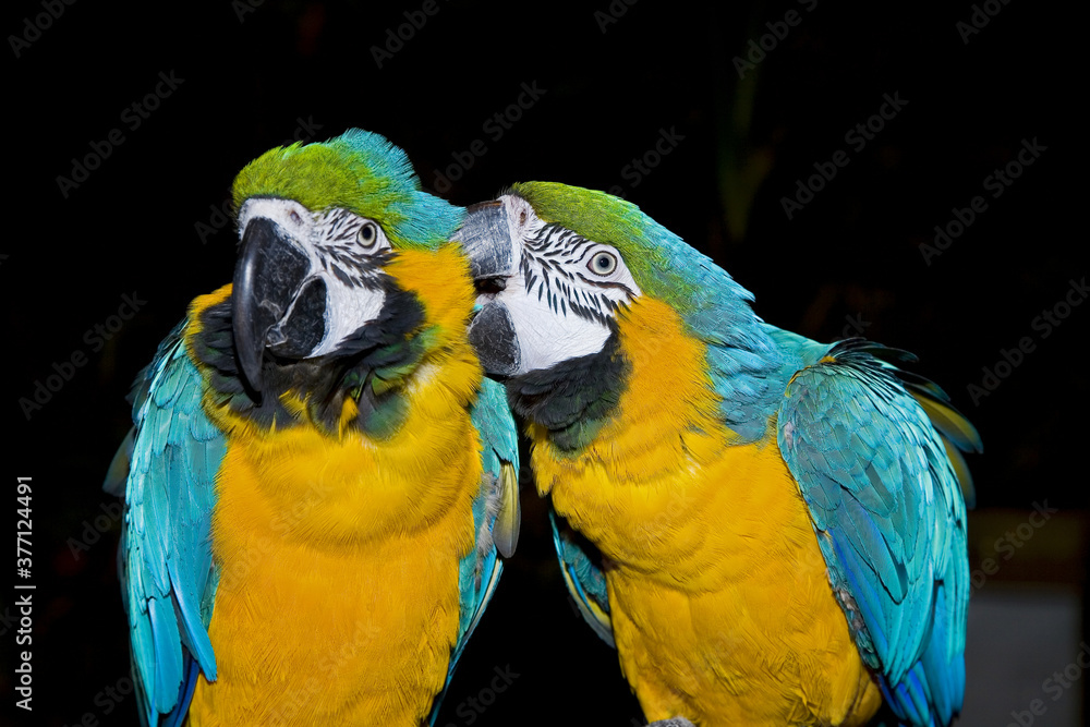 Naklejka premium Macaw