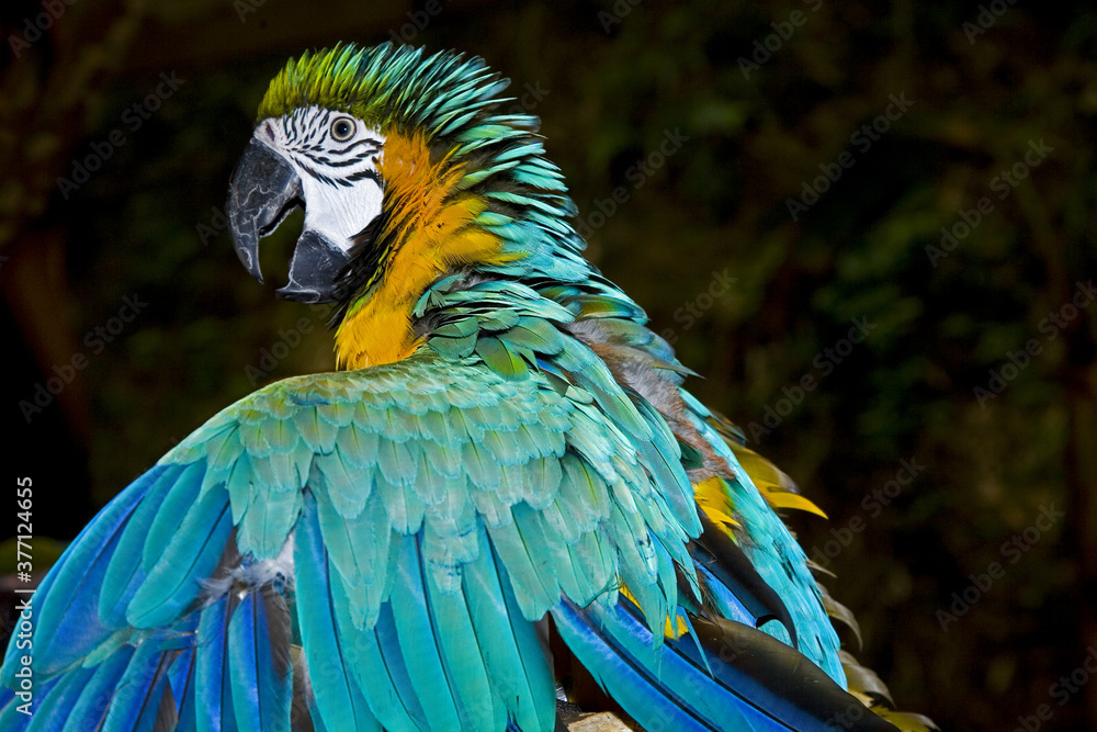 Obraz premium Macaw