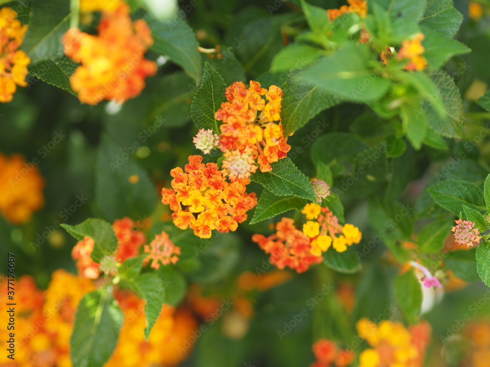 orange flower Lantana camara, Verbenaceae blooming in garden on blurred of nature background orange flower Lantana camara, Verbenaceae blooming in garden on blurred of nature background