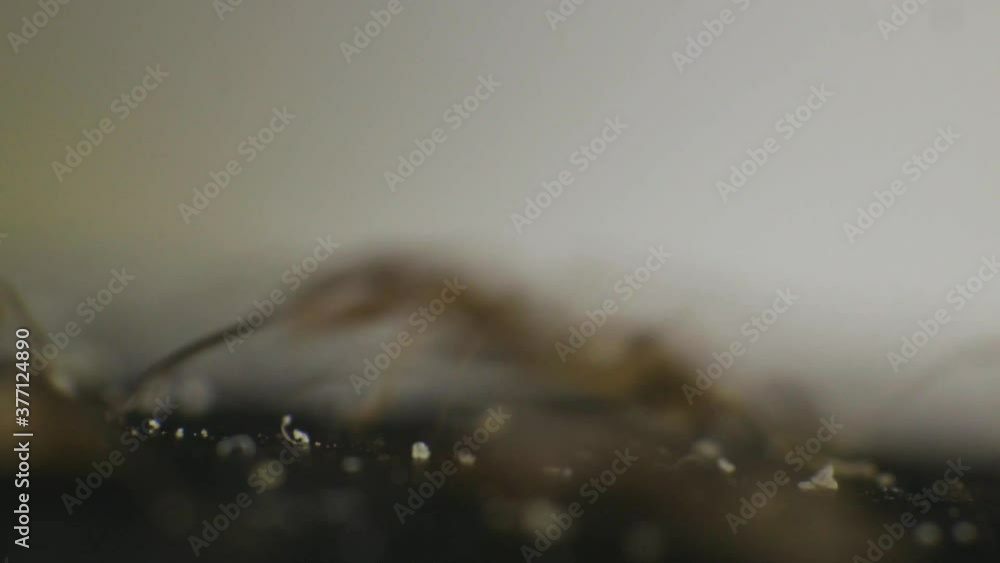 Abstract Macro Shot of Ants Moving Fast on Surface, Close Up Depth of Focus Abstract Macro Shot of Ants Moving Fast on Surface, Close Up Depth of Focus
