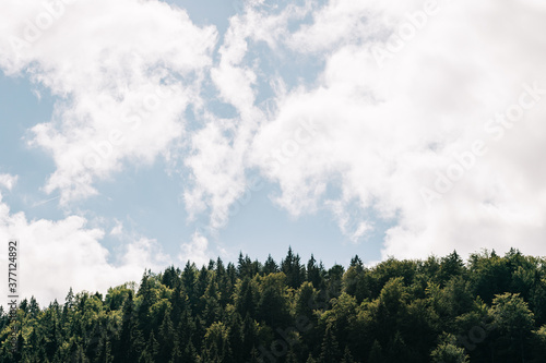 View of the forest in the mountains