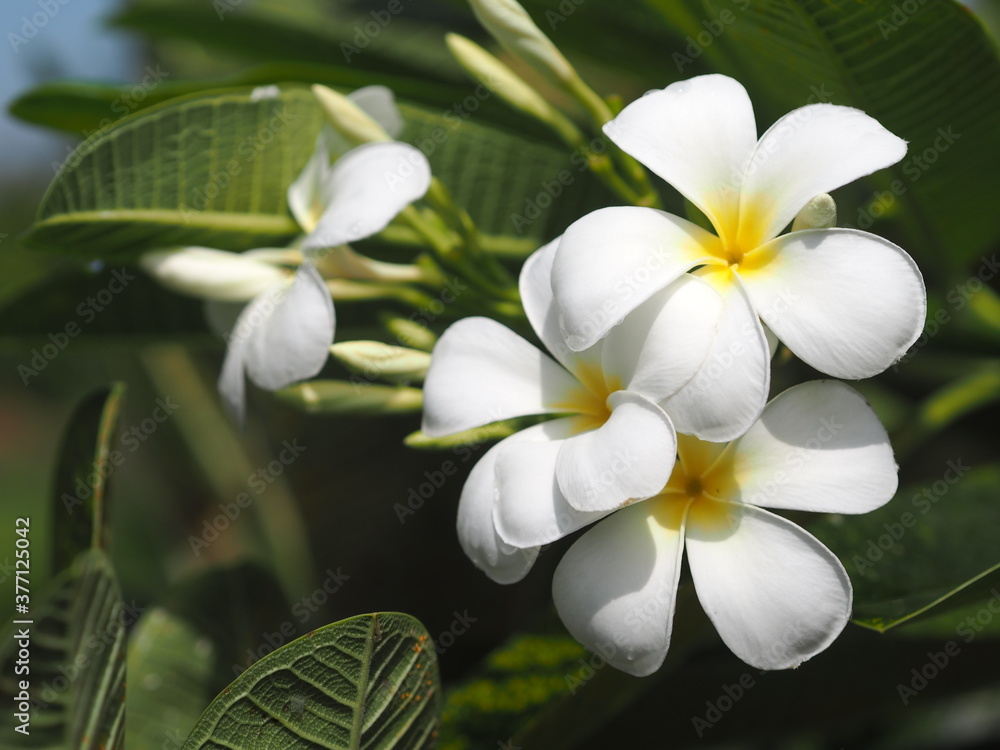 Fototapeta premium Plumeria mix color white and yellow colorfull flower blooming in garden on blur nature background Tropical nature, Frangipani, Temple, Graveyard Tree Apocynaceae