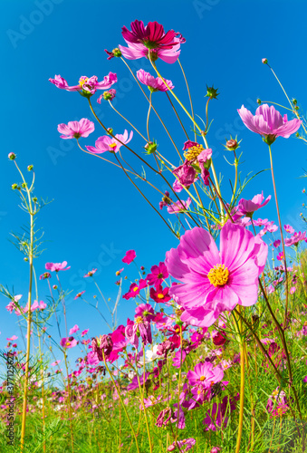 Fototapeta Naklejka Na Ścianę i Meble -  Pink cosmos flowers in the garden with blue sky background