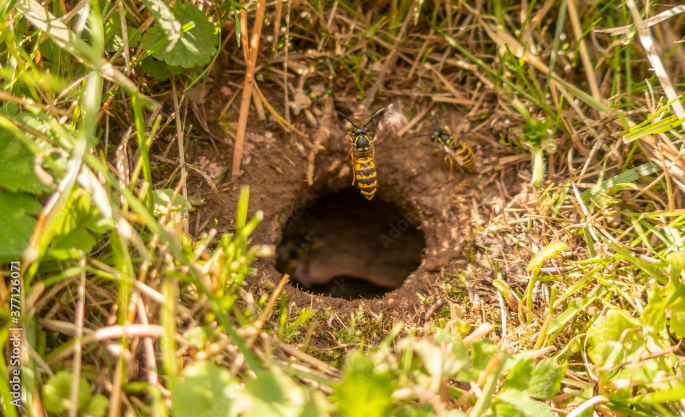 Bembix wasp nest of wasps vespa hole in ground close up Bembix wasp nest of wasps vespa hole in ground close up