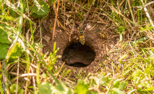  Bembix wasp nest of wasps vespa hole in ground close up