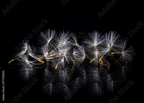 Dandelion seeds on a black background with reflection.