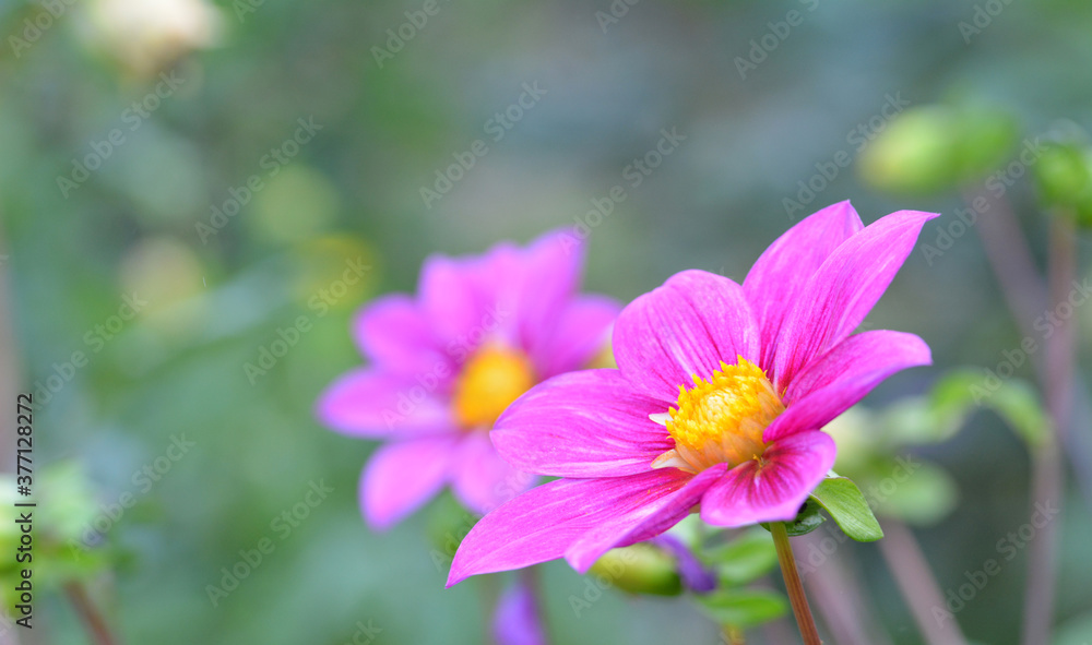 Dahlia